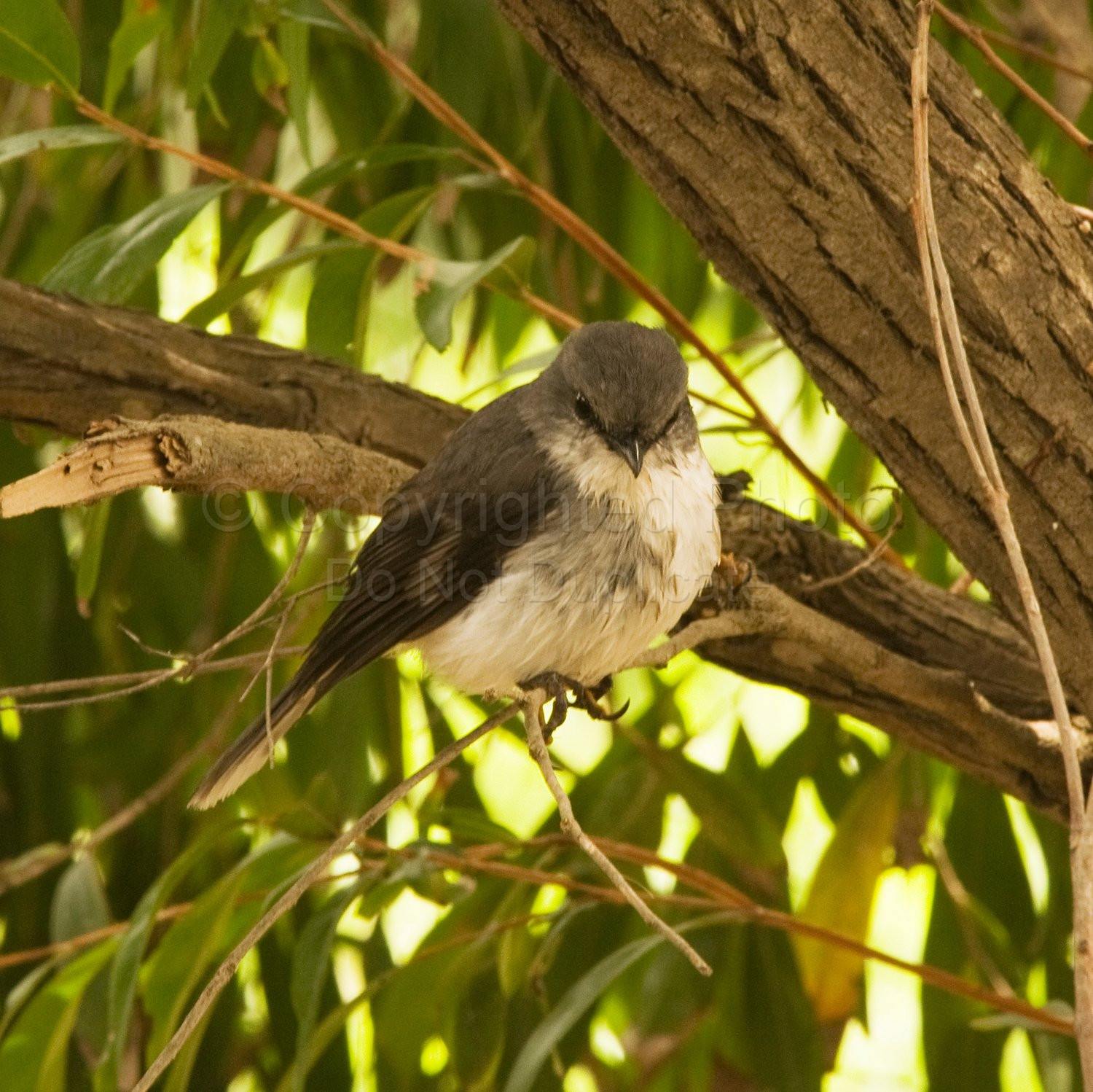 White breasted robin