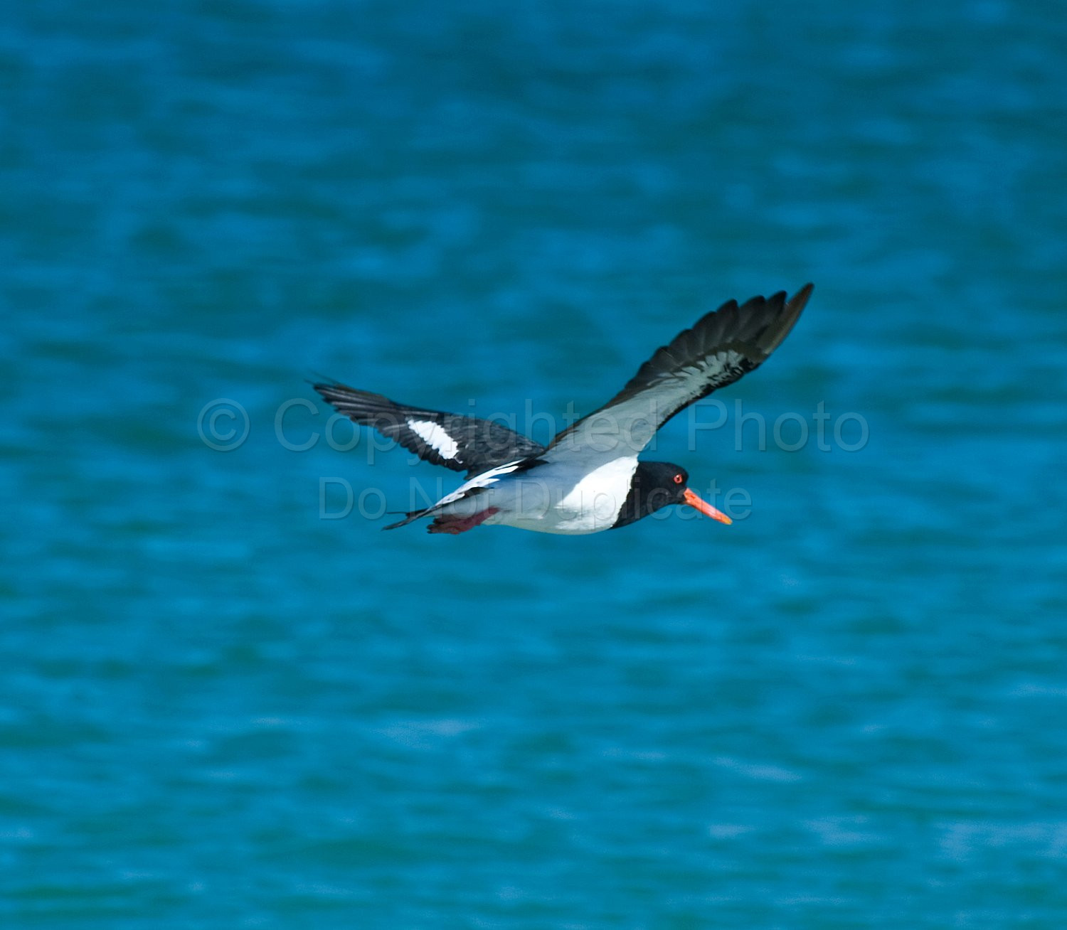 Pied Oyster Catcher