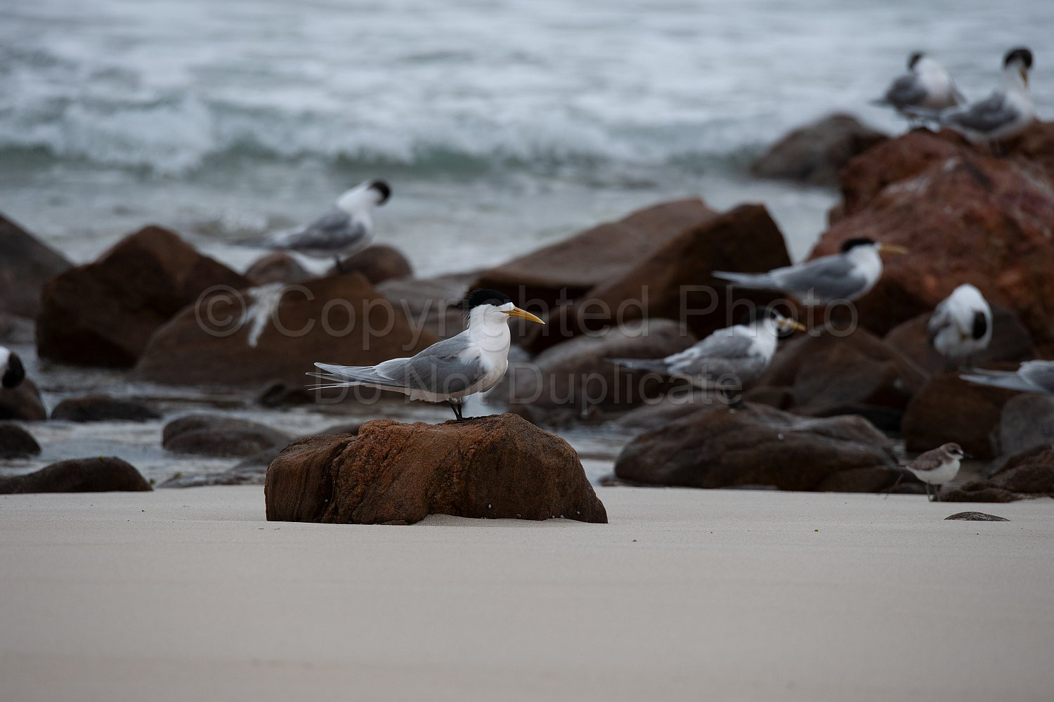 Great crested terns