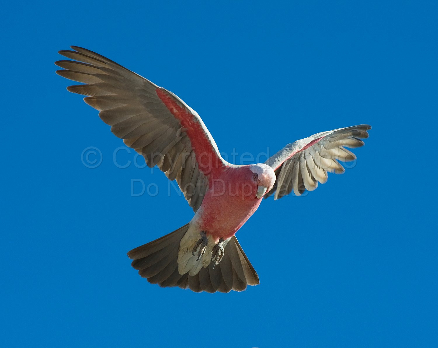 Pink and Grey Galah