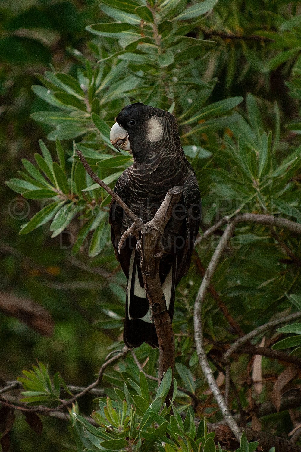 baudins cockatoo