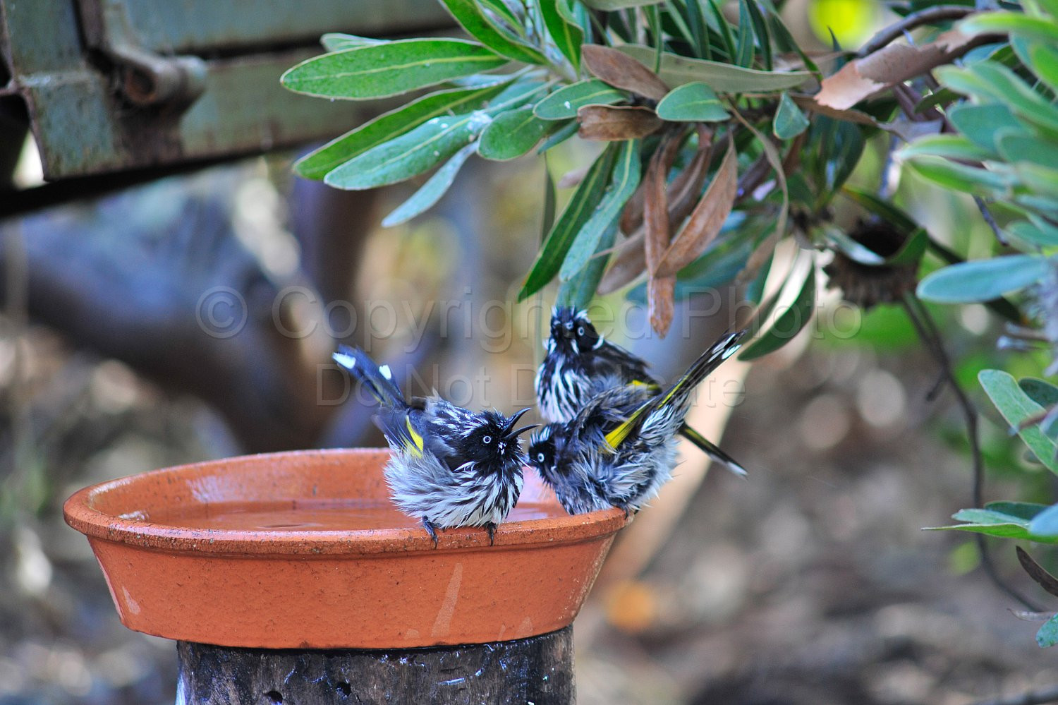 Honey Eaters