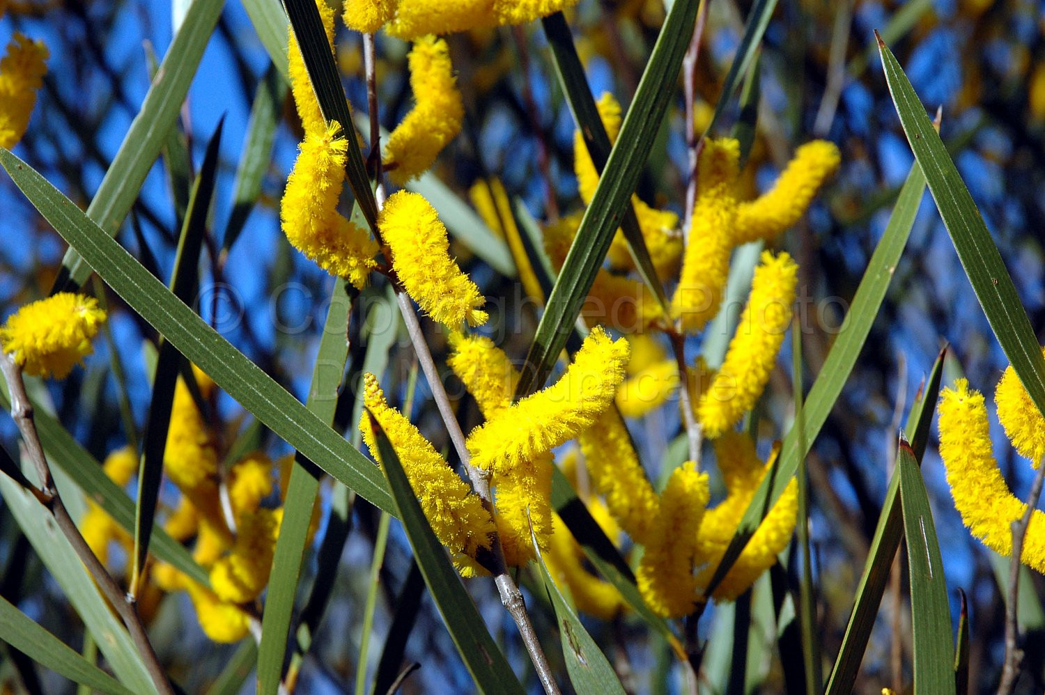 Australian Flora
