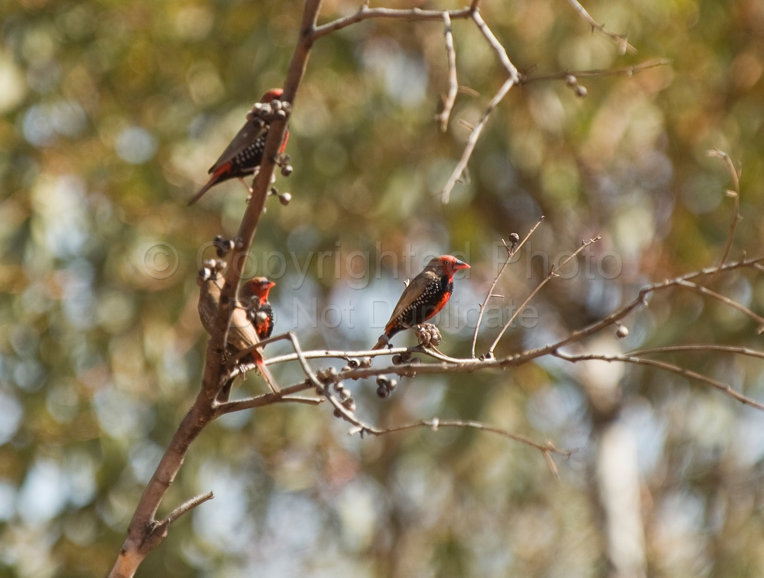 Zebra Finches
