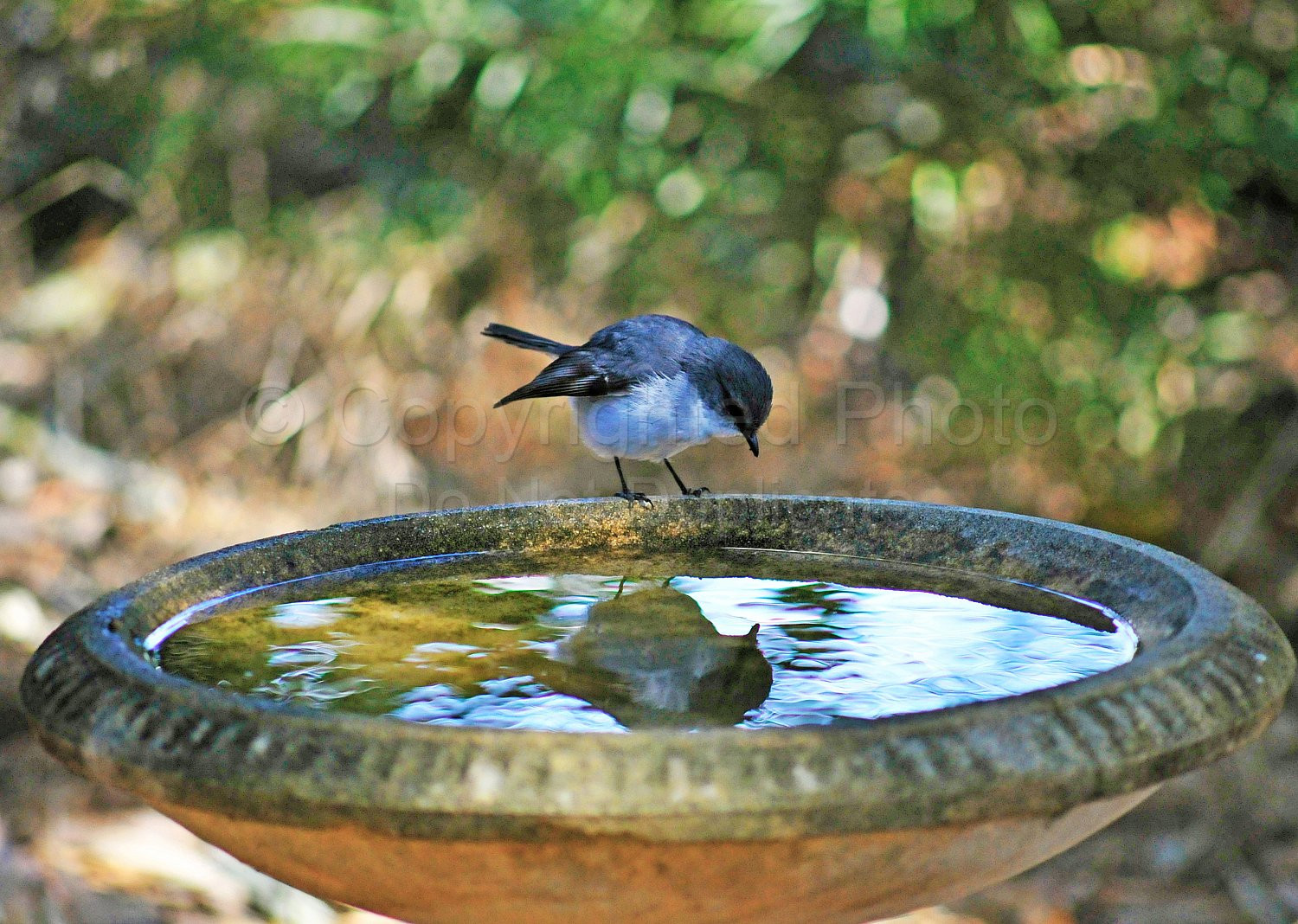 White breasted robin