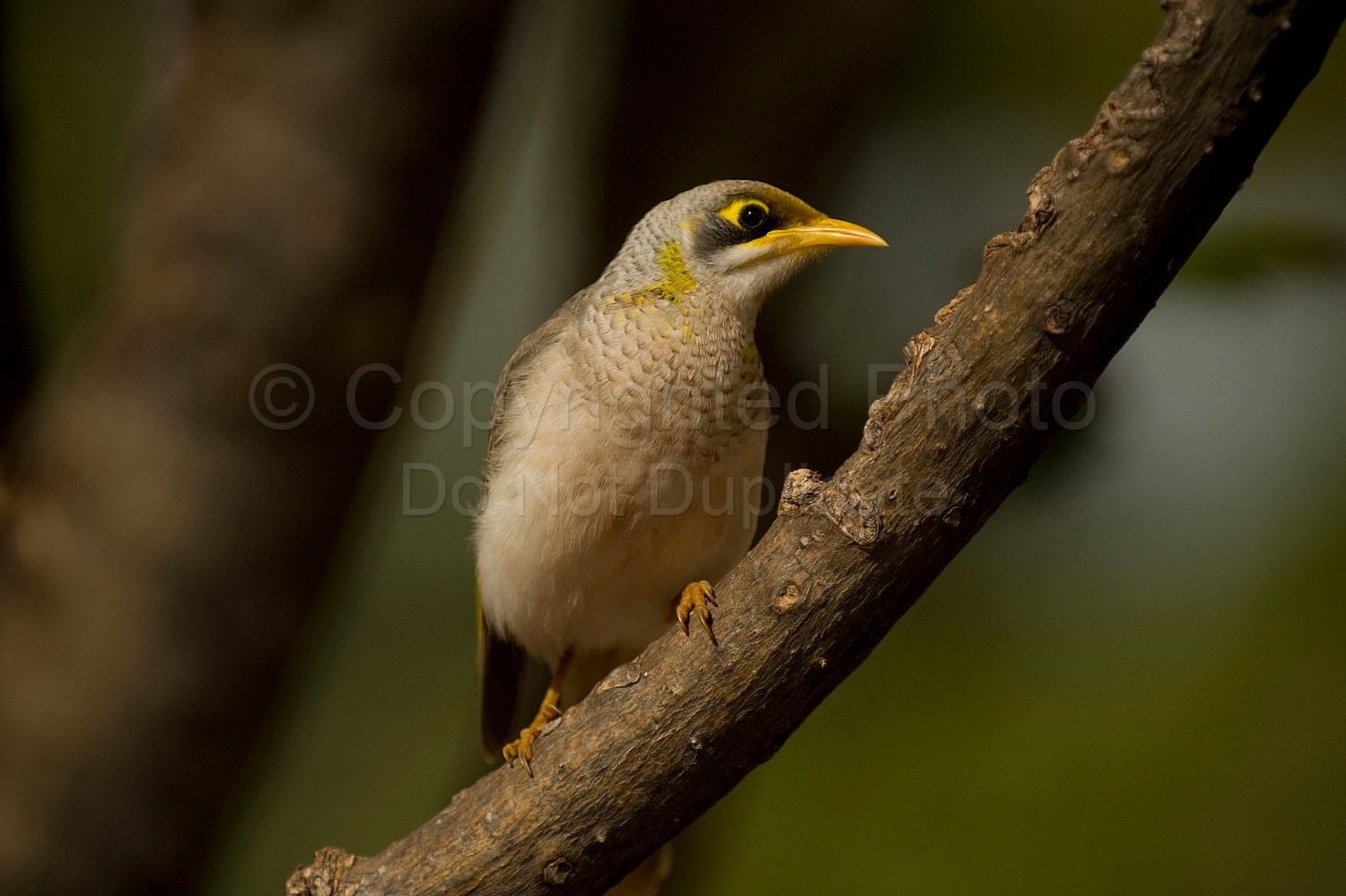 Noisy Miner