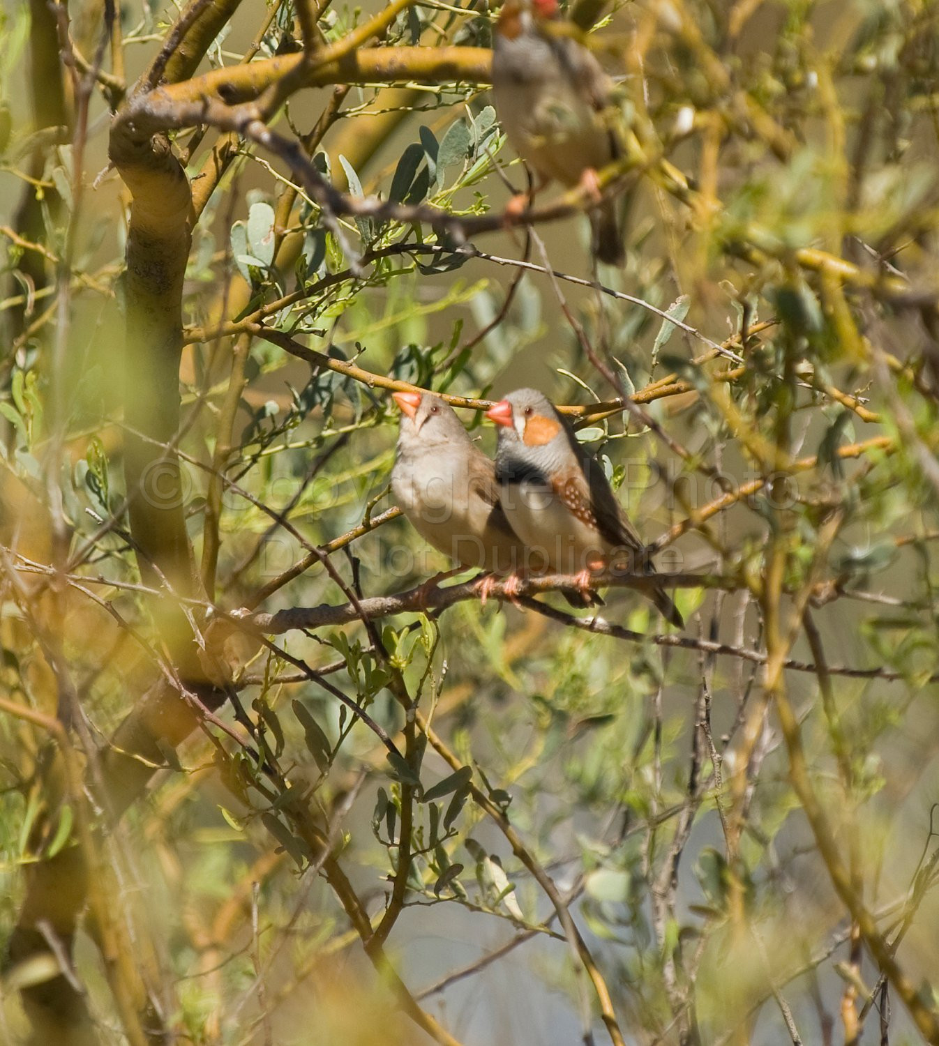 Zebra Finches