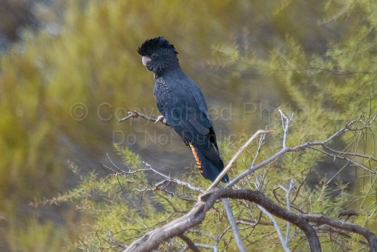 Black Cockatoos on Melangata Station