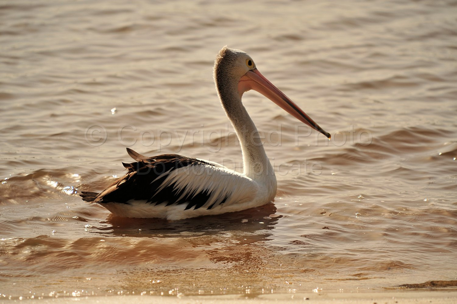 Pelican