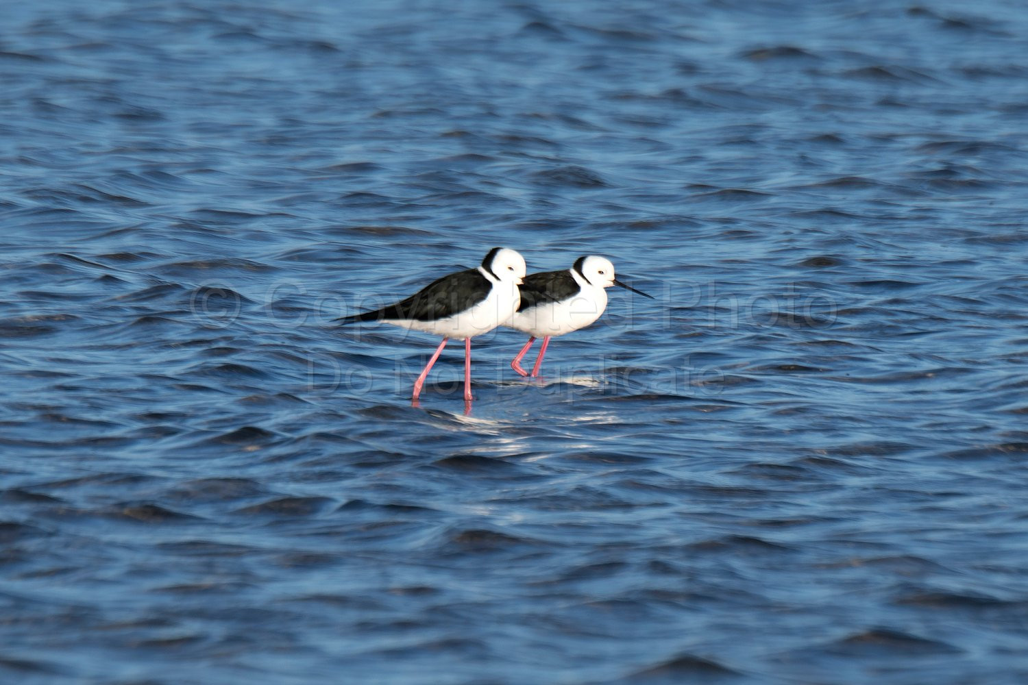 Black Winged Stilts