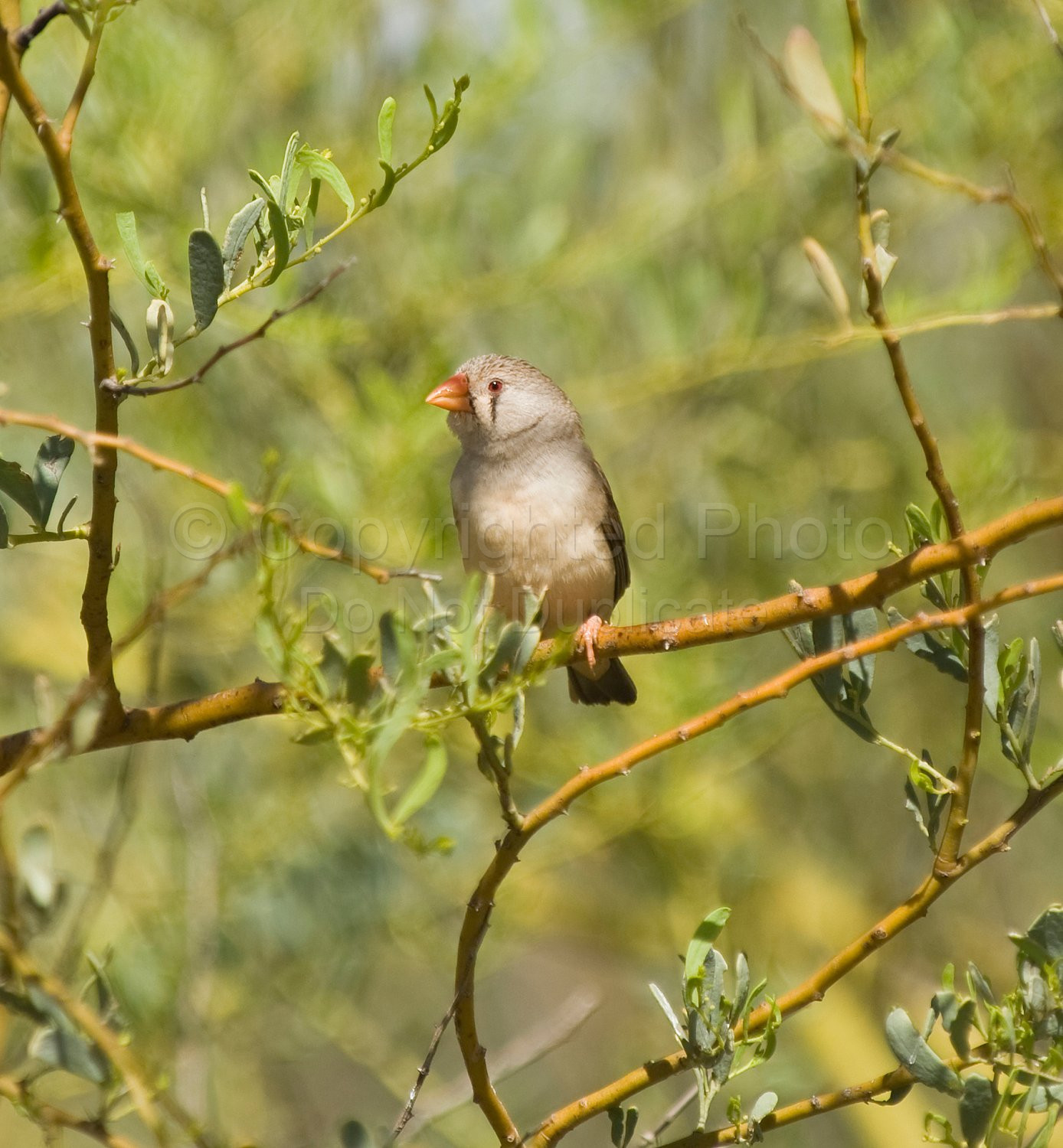 Zebra Finches