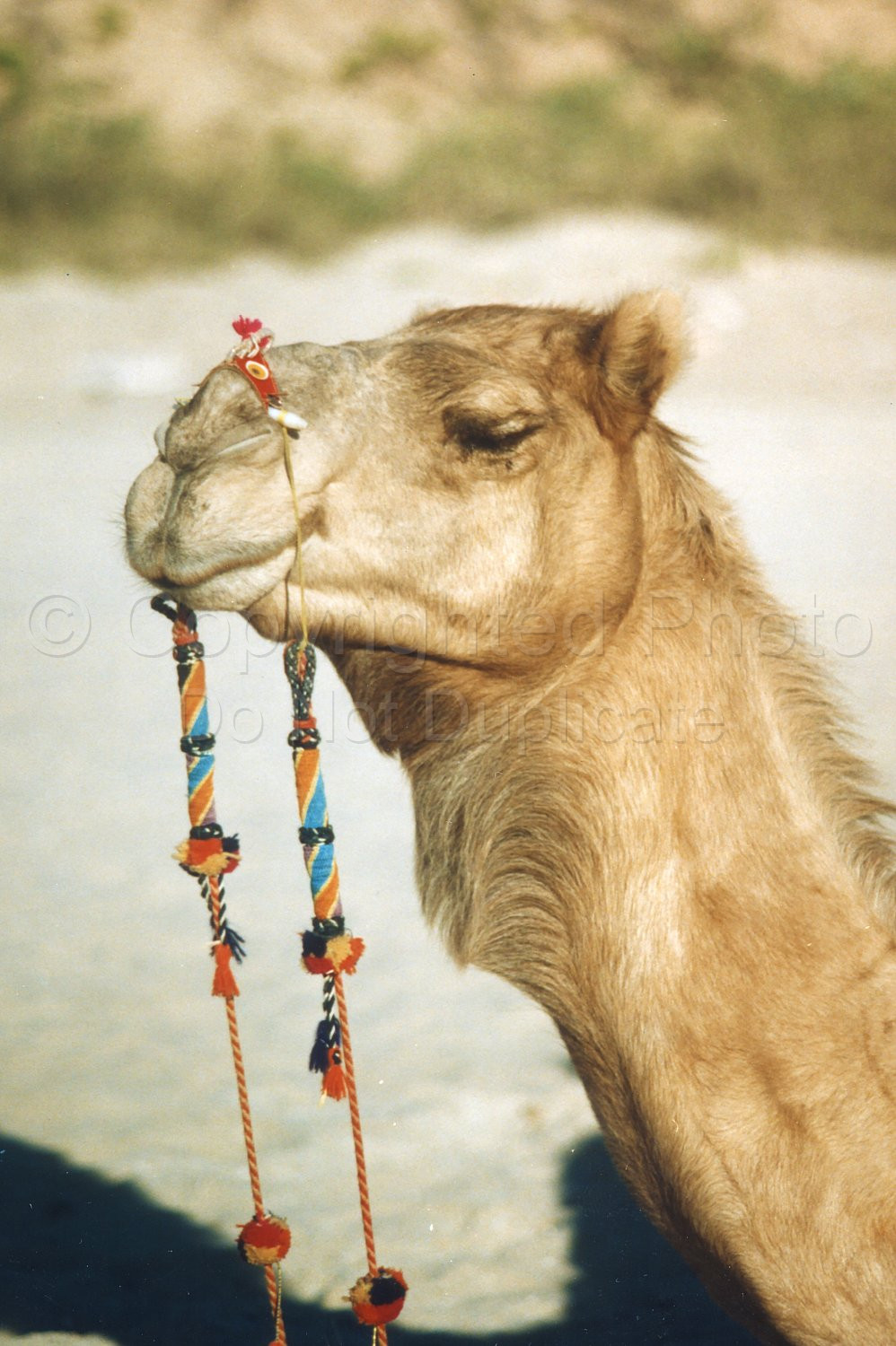 Camels on Cable Beach