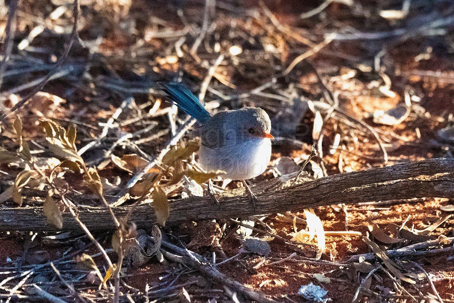 Blue Wrens on Nallan Station