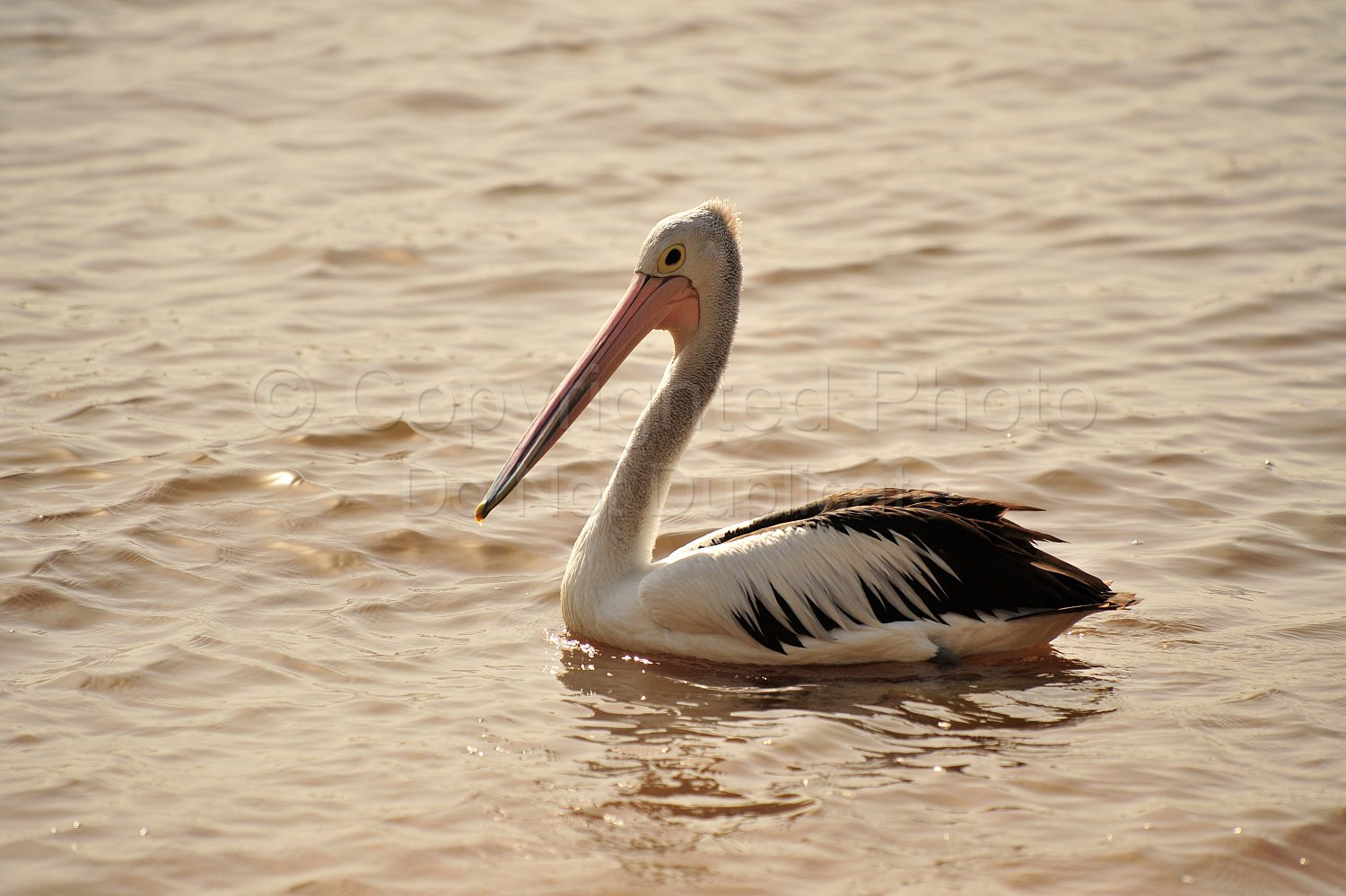 Pelican
