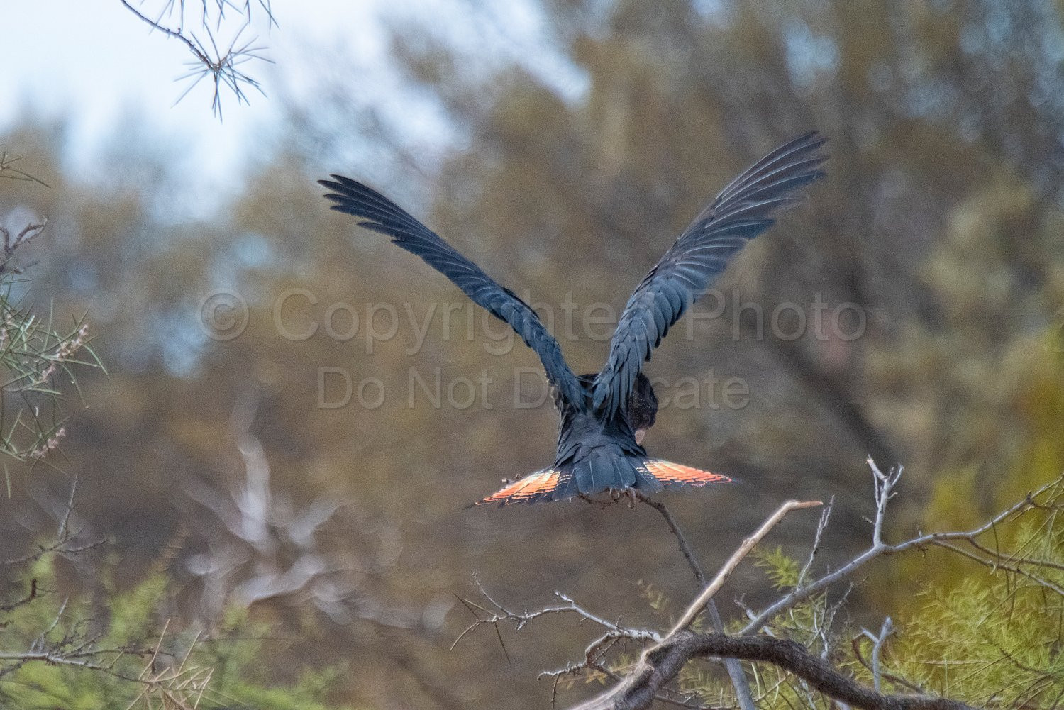 Black Cockatoos on Melangata Station