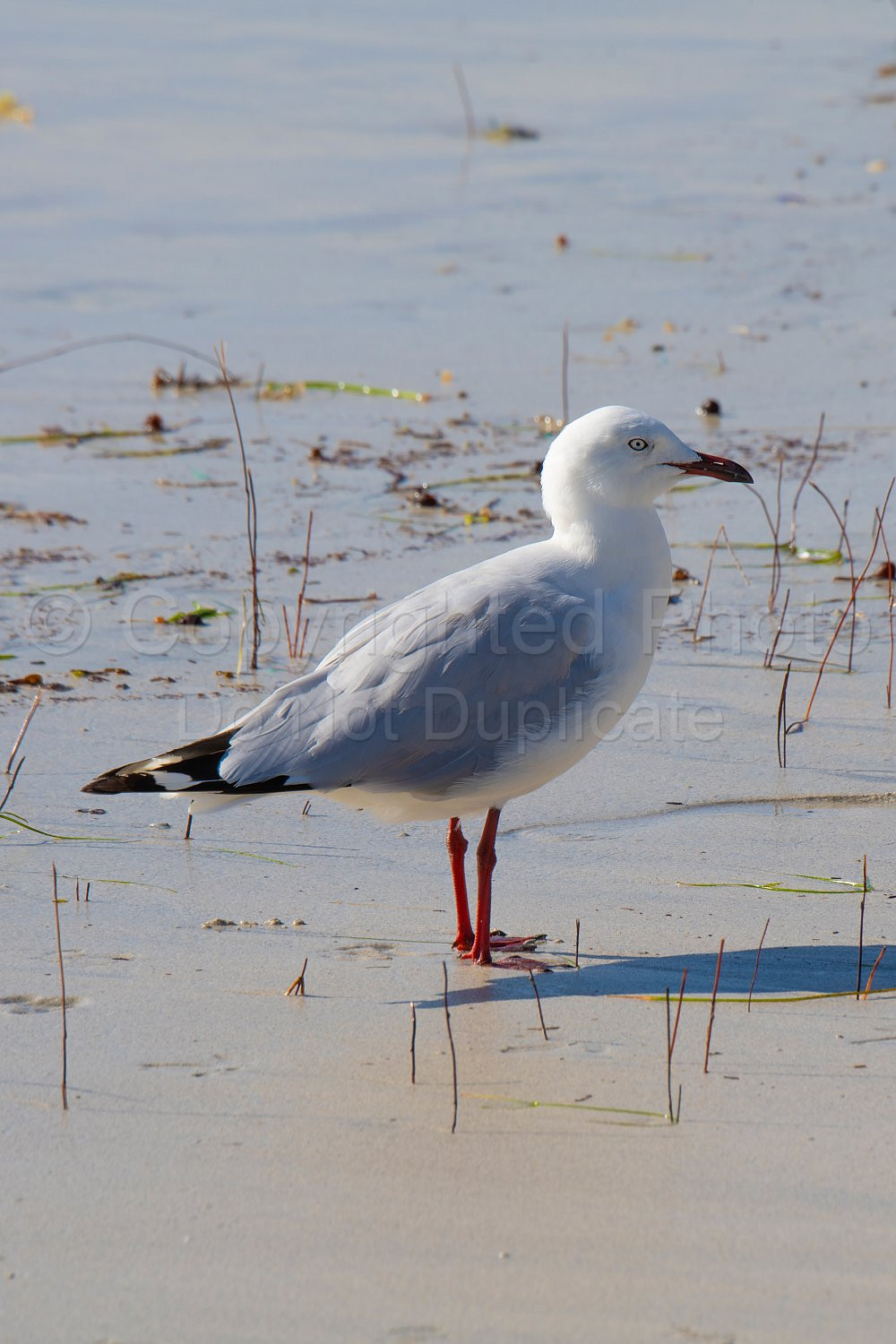 Silver Gull Flinders Bay, Augusta, Western Australia