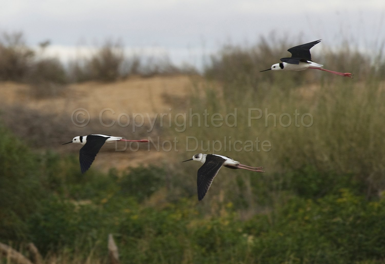 Black-winged stilt
