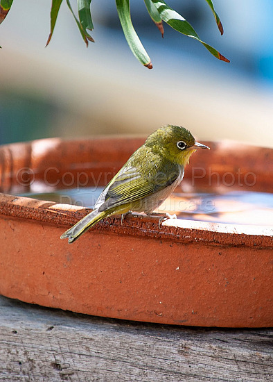 Western silvereye