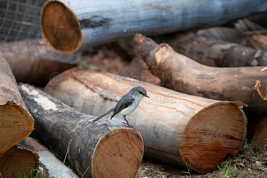 White breasted robin