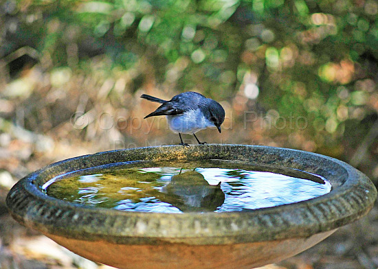 White breasted robin