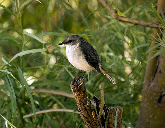 White breasted robin