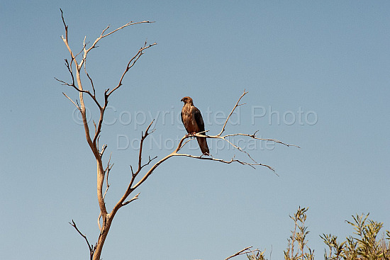Pilbara bird of prey