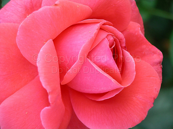Red rose
