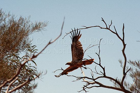 Pilbara bird of prey