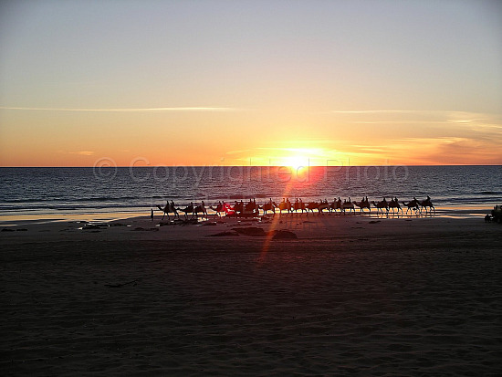 Camels on Cable Beach