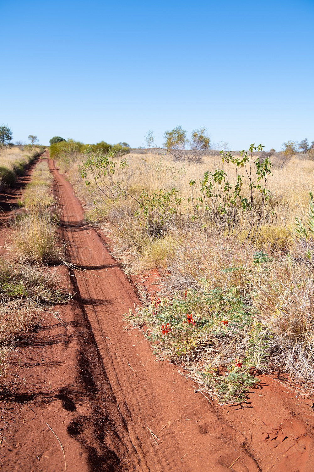 Kalgan Landscape Pilbara