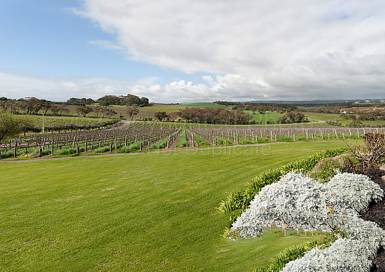 Vineyard