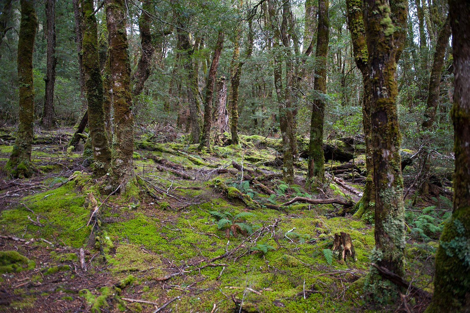 Cradle Mountain Tasmania