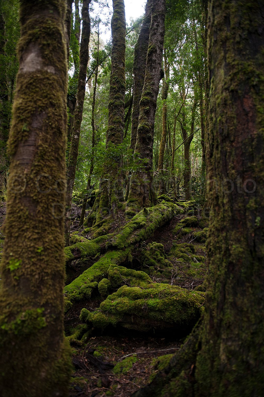 Cradle Mountain Tasmania