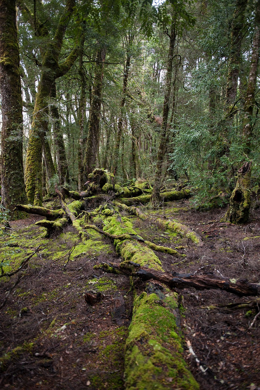 Cradle Mountain Tasmania