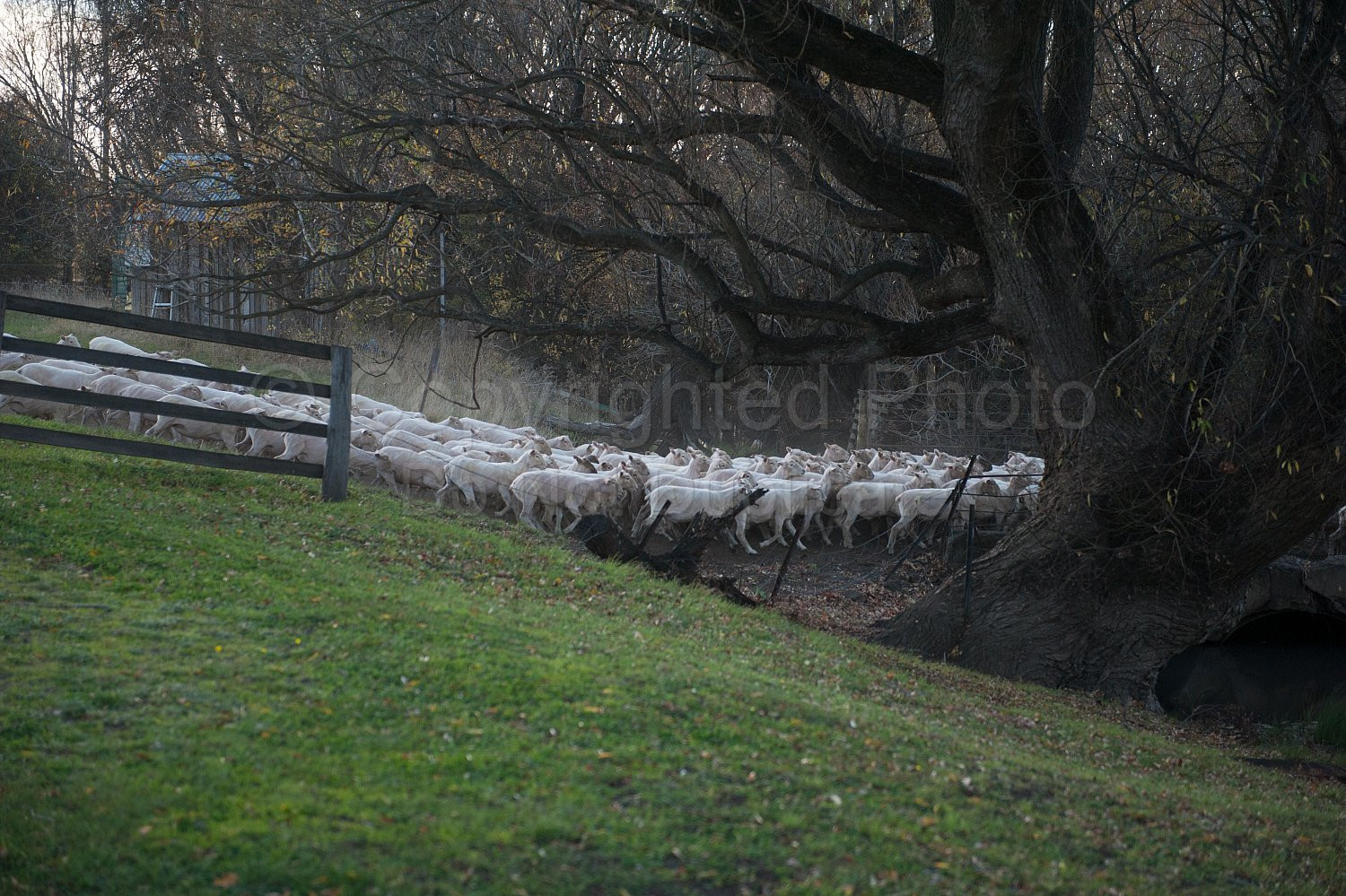 Ratho Farm Bothwell Tasmania