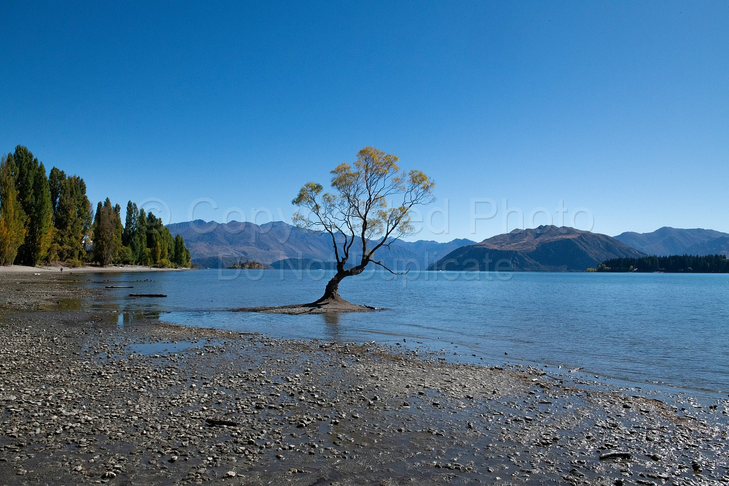 Wanaka Lake Tree