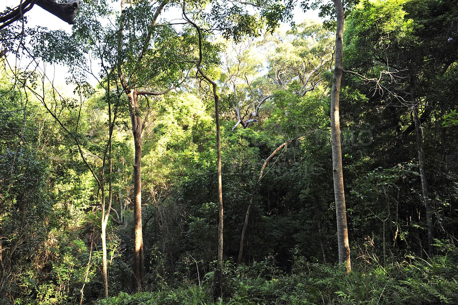 Noosa Rainforest