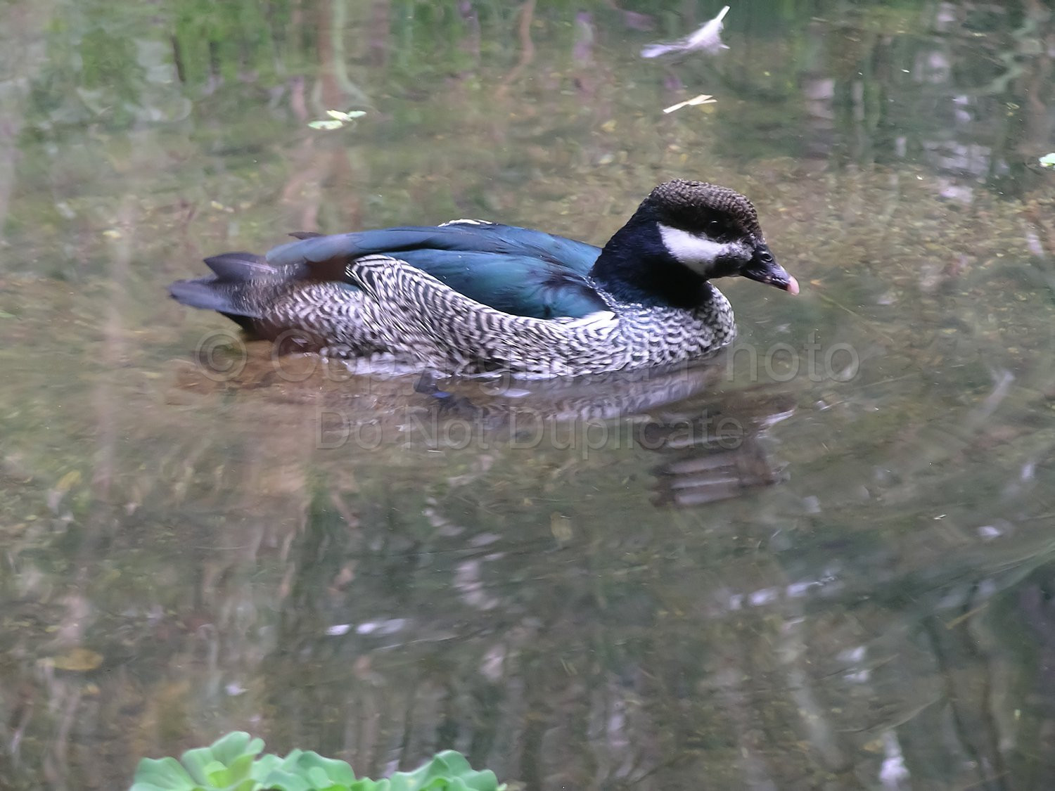 Duck
