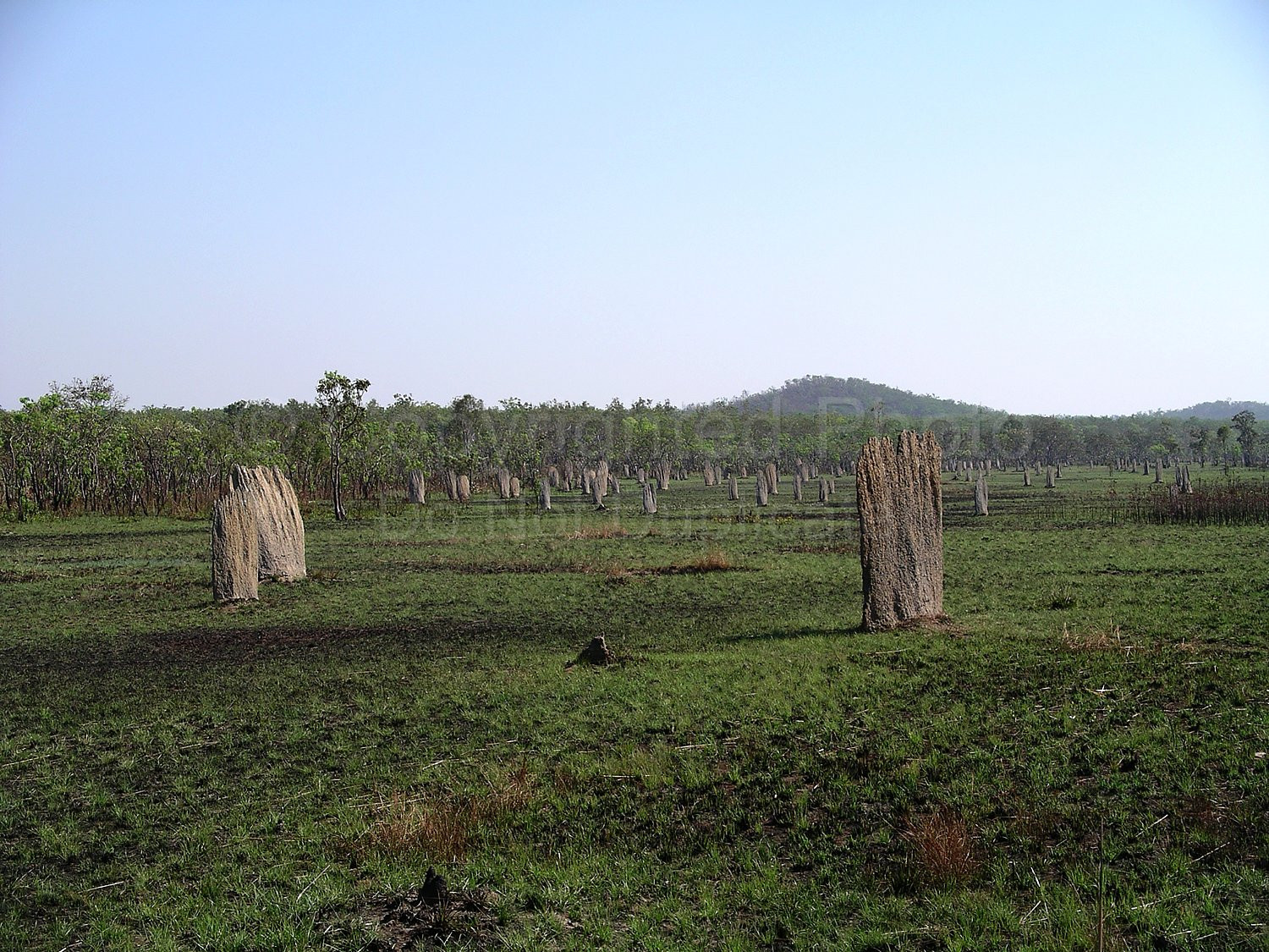 Ant mounds Northern Territory