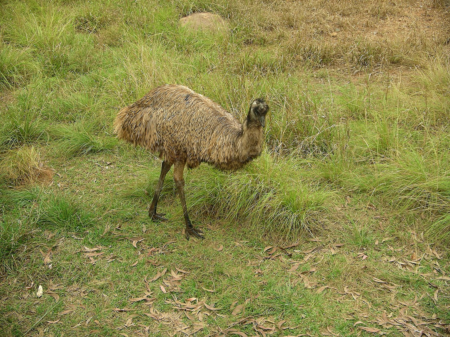 Emu