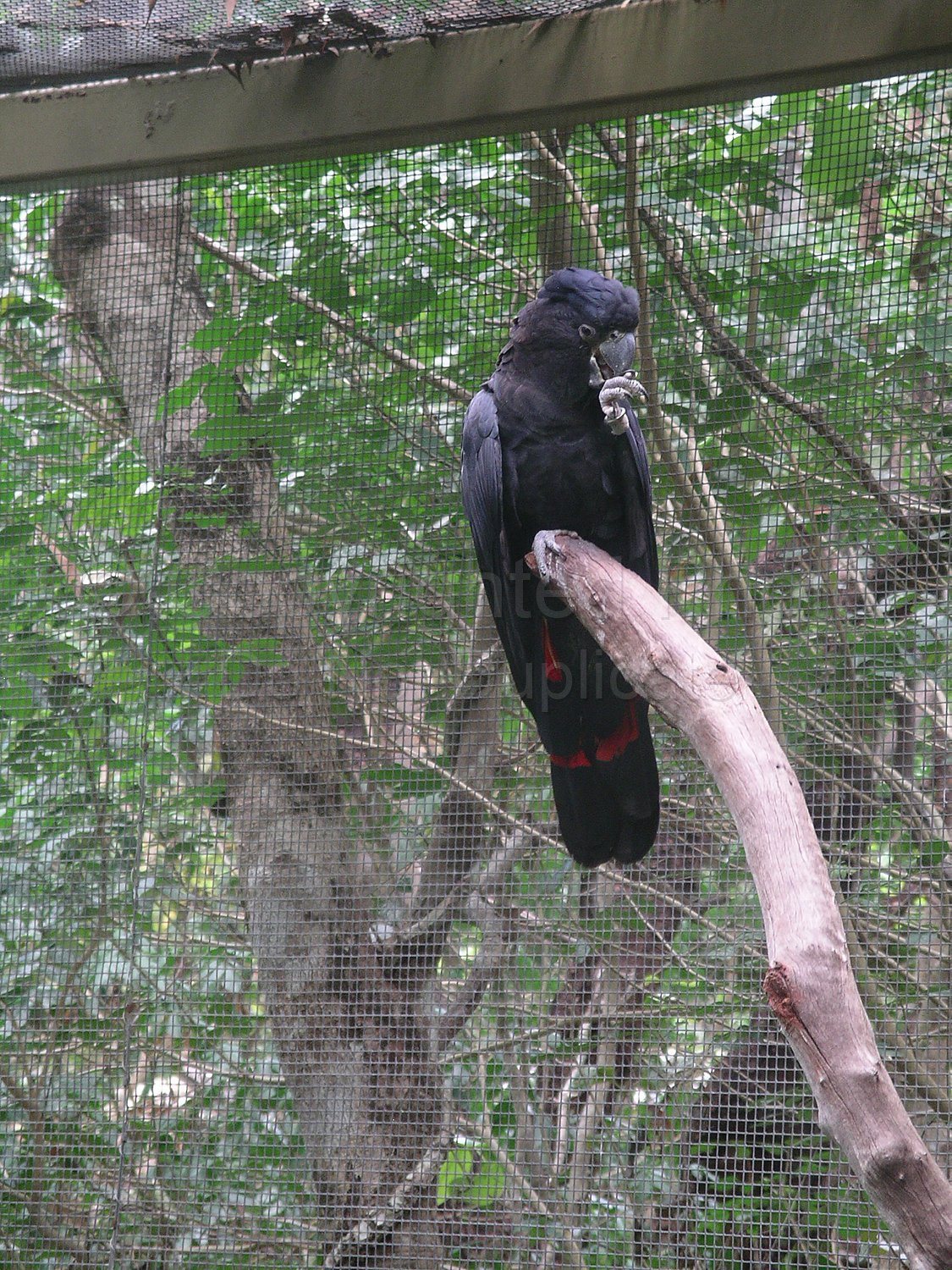Black Cockatoo