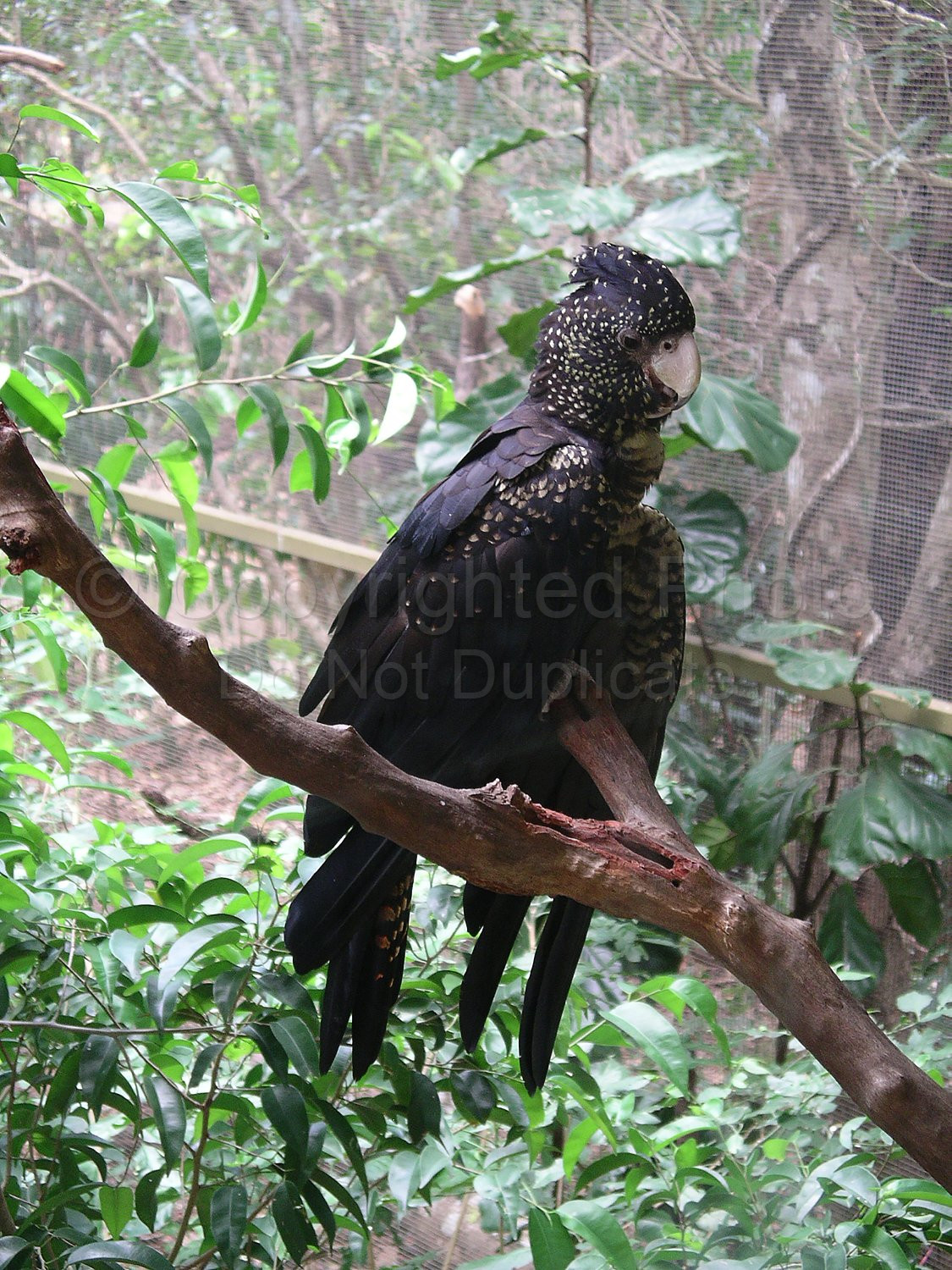 Black Cockatoo
