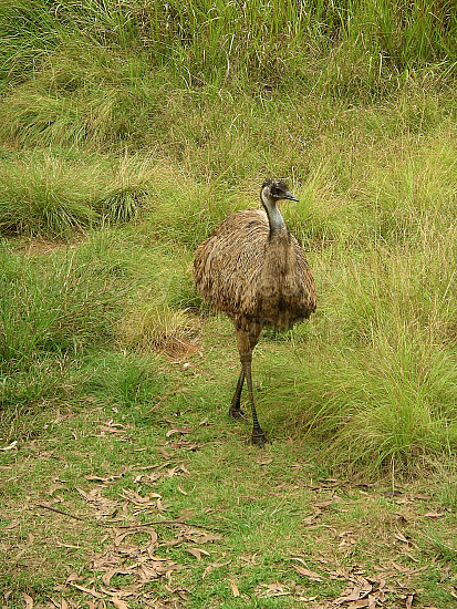 Emu