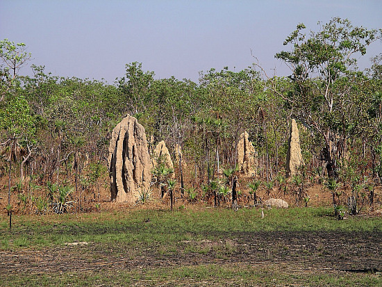 Ant mounds Northern Territory