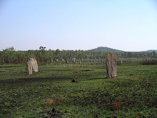 Ant mounds Northern Territory