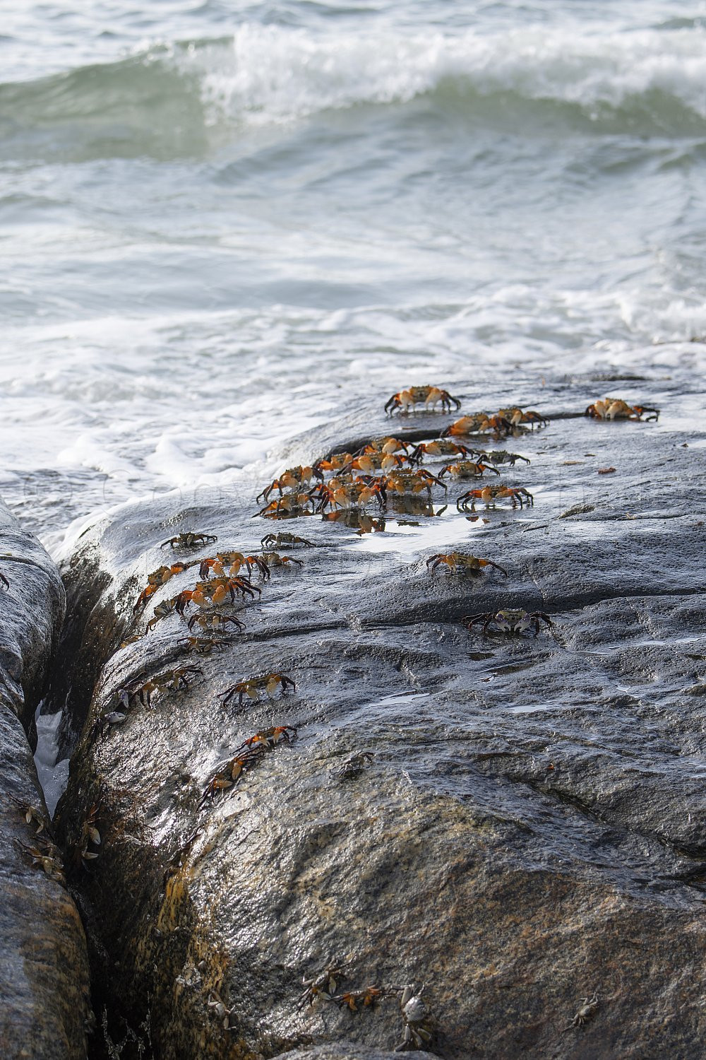Crabs Flinders Bay, Augusta, Western Australia