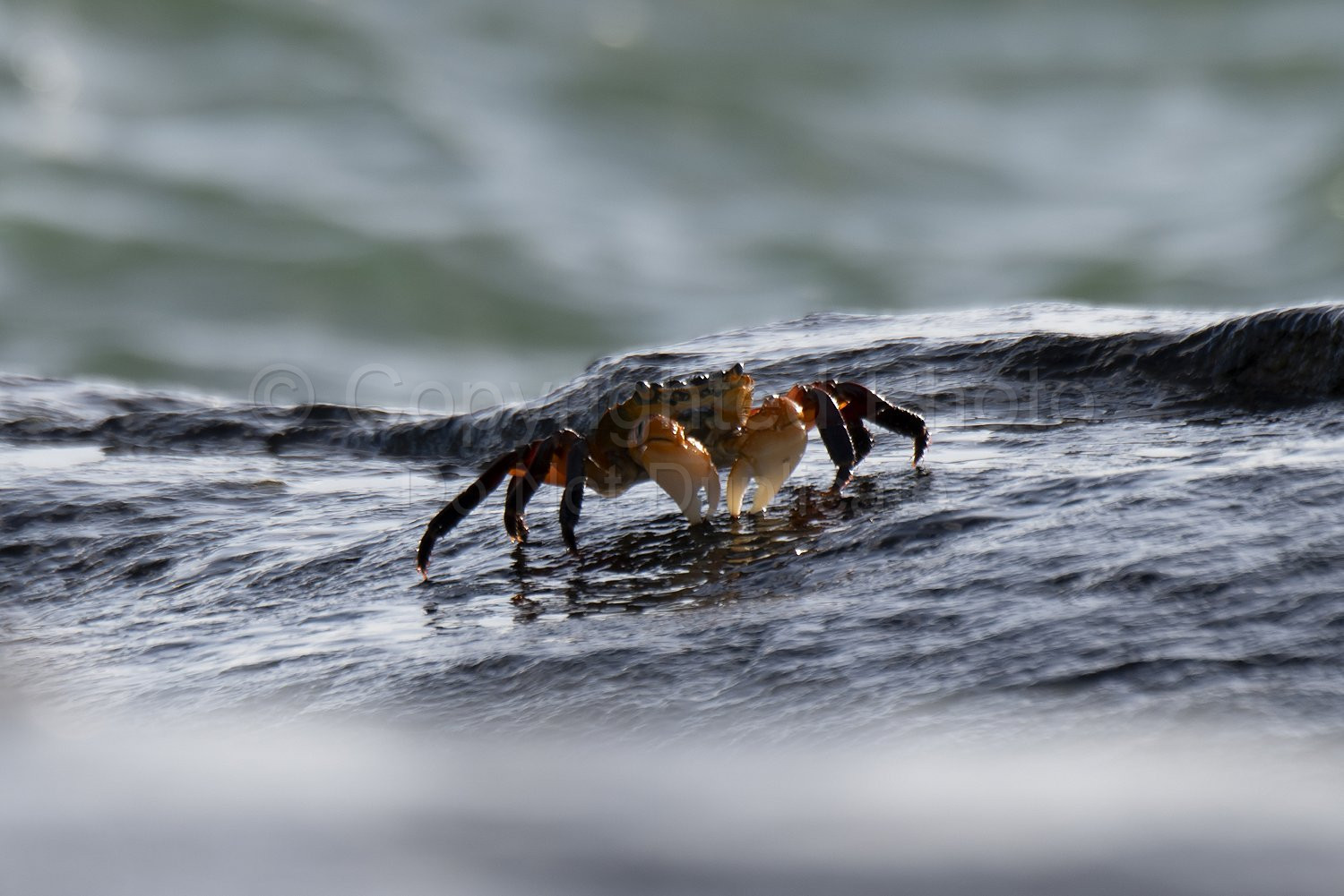 Crabs Flinders Bay, Augusta, Western Australia