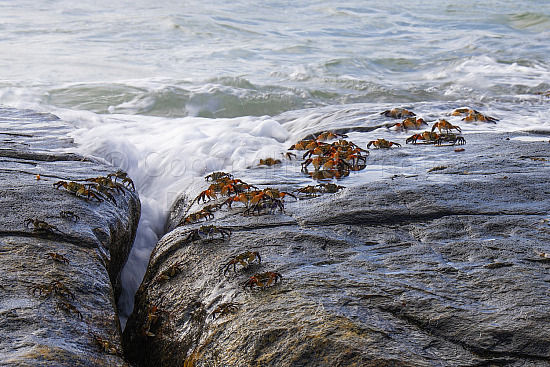 Crabs Flinders Bay, Augusta, Western Australia