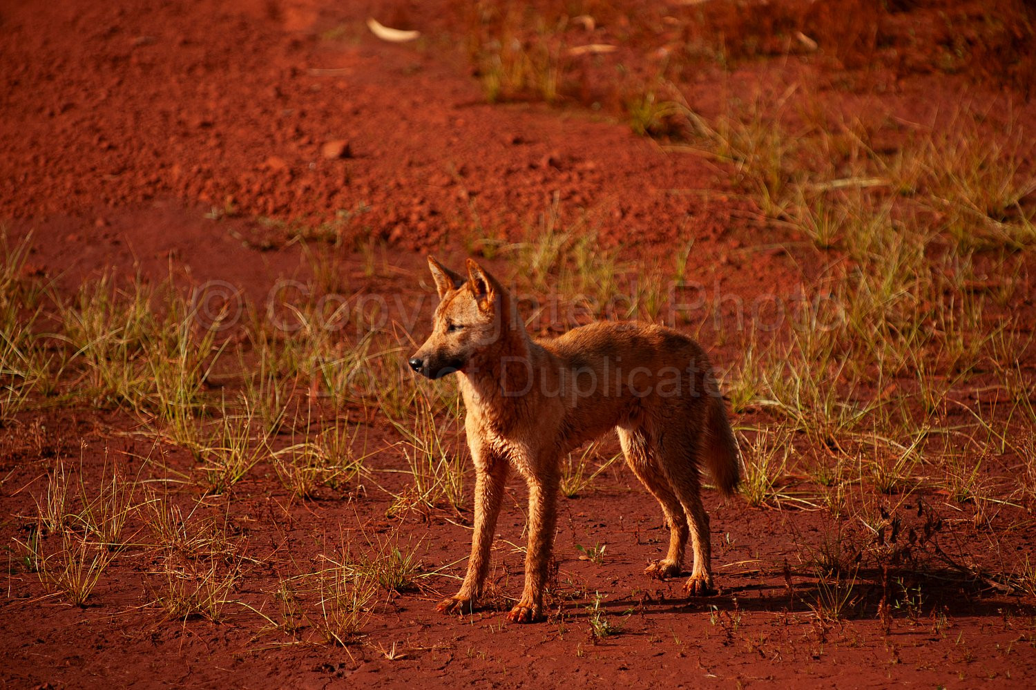 Pilbara Dingo