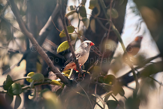 Zebra Finch